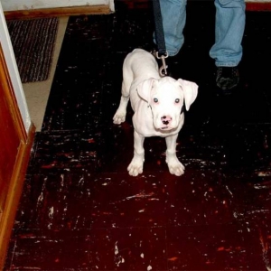 togo 3 months old ready for a walk