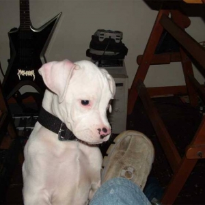 togo 3 months old