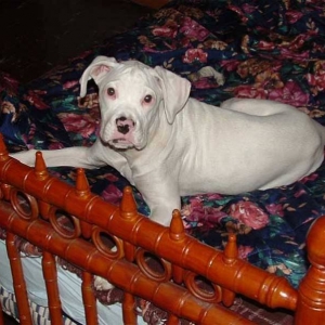 togo 4 months old