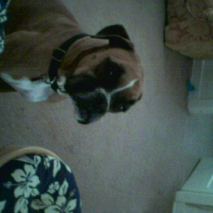 Phoebe