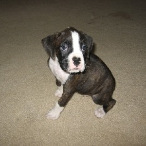Rowdy 7 weeks