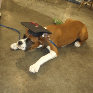 Puppy School Graduate