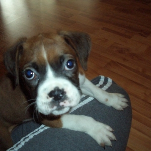8 wks old
