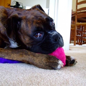 Chewing and making it squeek squeek SQUEEK