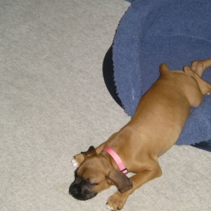 Luna sleeping
