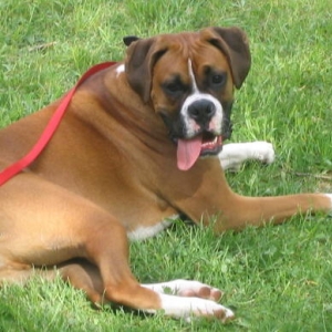 duke_relaxing