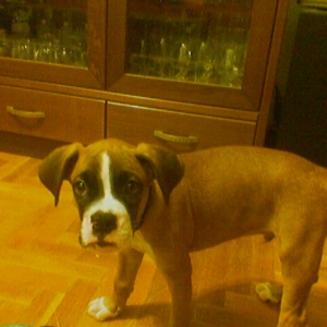 10 weeks old