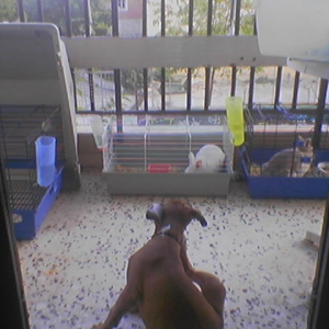 scratchiiiing in front of the rabbits