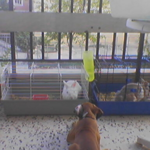 rabbits-baby boxer