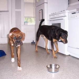 TopDogSecurity
