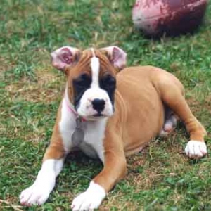 I know I have ears  somewhere!!