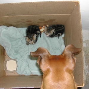 Are these my new play toys?
