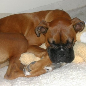 Snuggle bug