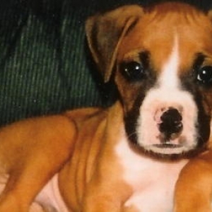 CHAMP AS A PUP