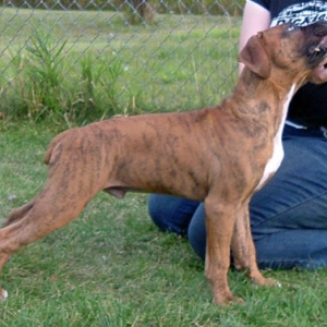 Zorro stacking (3  1/2 months old)