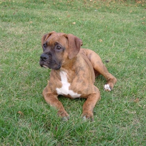 Zorro posing