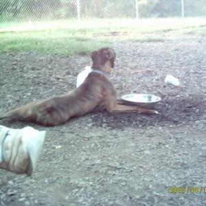 At the dog park