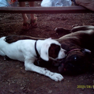 At the dog park
