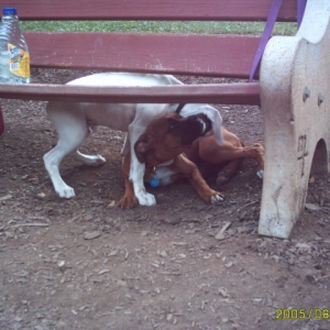 At the dog park