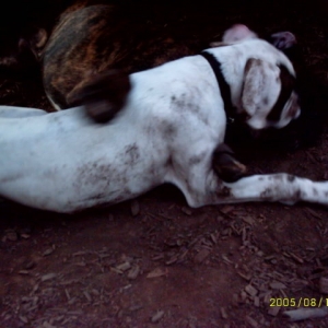 At the dog park