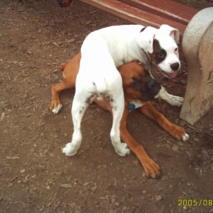 At the dog park