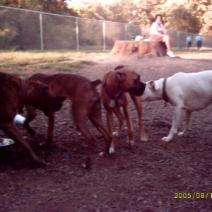 At the dog park
