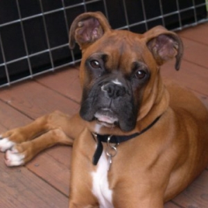 Cooper sunning himself on the deck