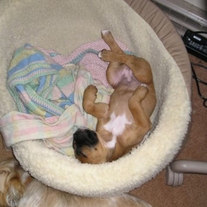 Funny Luna sleeper
