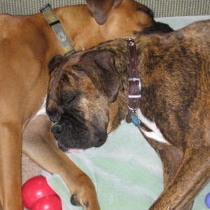 Cuddle Bugs