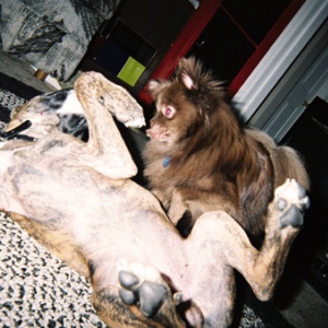 trubel & gizmo