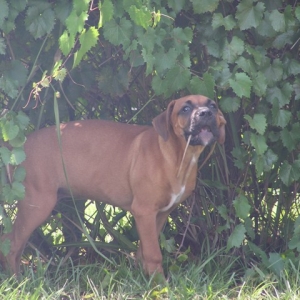 Eating the greenery