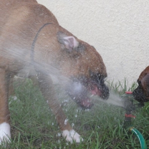 Eating water