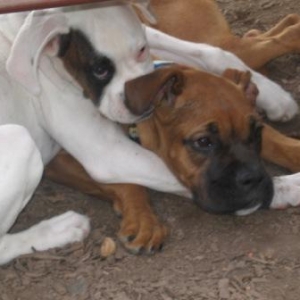 Dempsey and Lucy