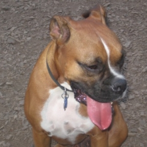 Toby