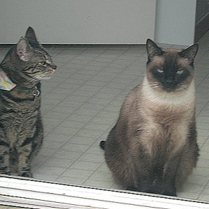 Charlotte's brothers, Chauncy and Dean