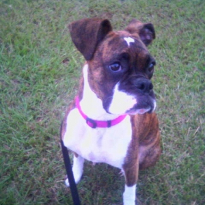 Calla watching a bug