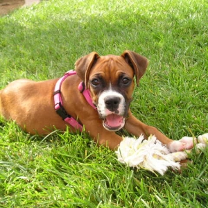 Gracie2