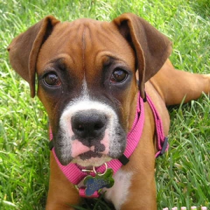 Gracie3