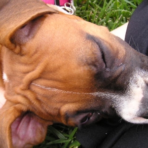 Gracie4