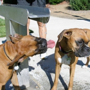Playing at the park