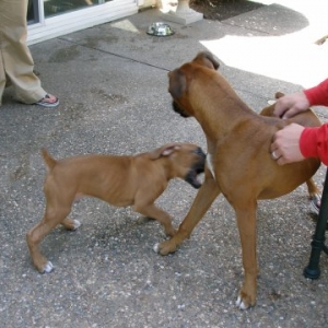 Cooper watching over baby brother Rocky