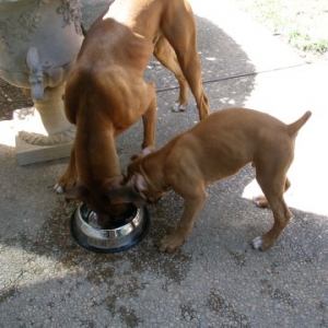Iit's MY bowl.....no it's MINE
