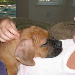 Sweet dreams Rocky