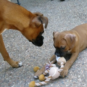 Conquering the chew toy