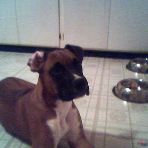 Roman's Floppy Ears