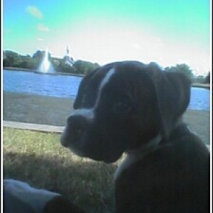 atthepark