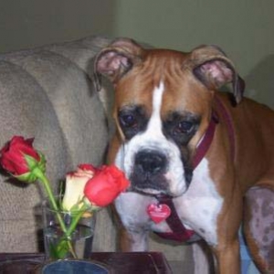 Ruby's roses