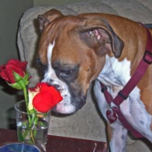 Ruby smelling the flowers
