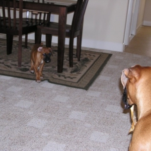 I'm gonna get it!