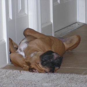 Afternoon Nap